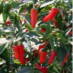 Chilli Apache